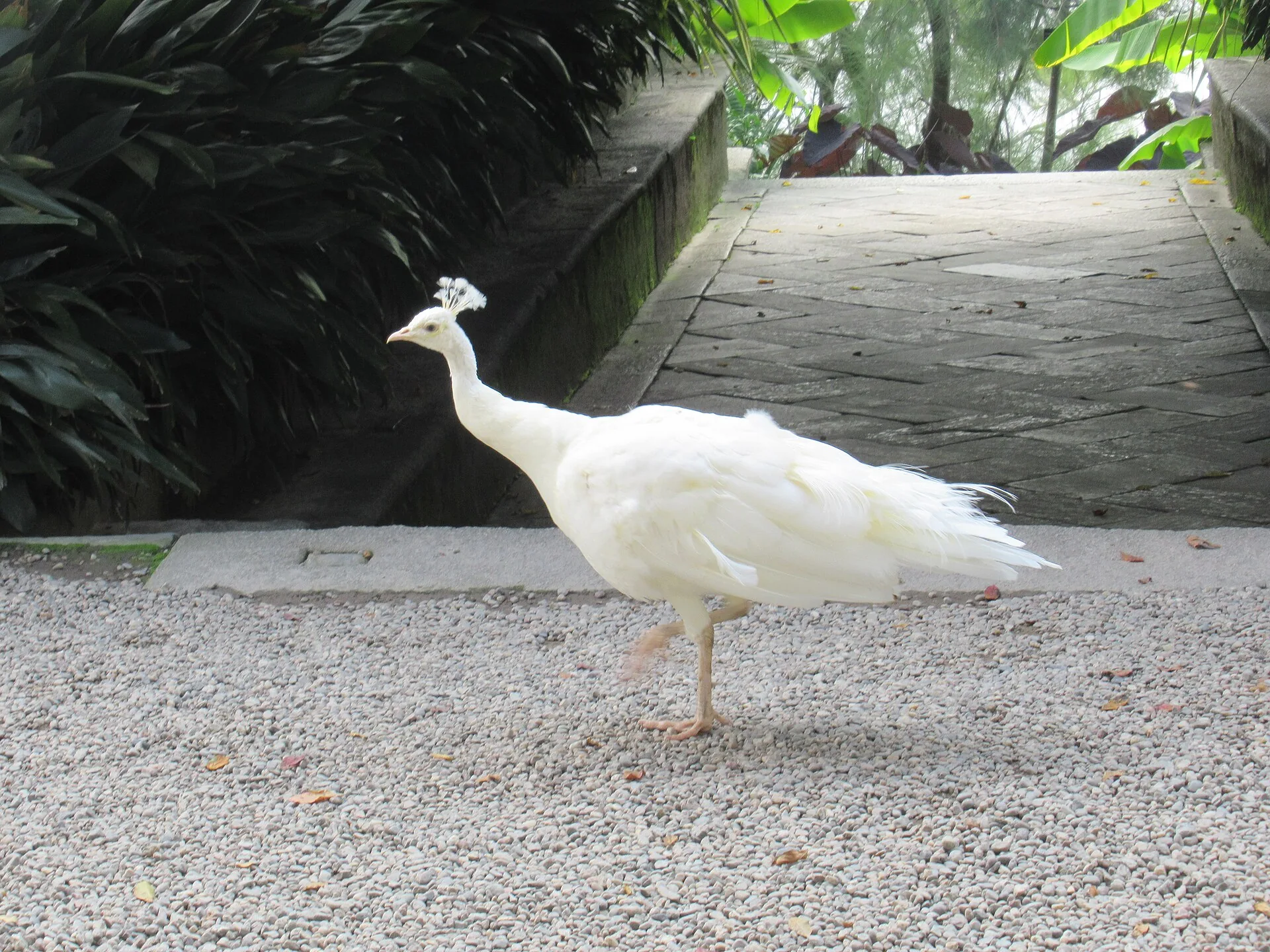 Un pavone bianco lungo un vialetto dei giardini dell'Isola Madre