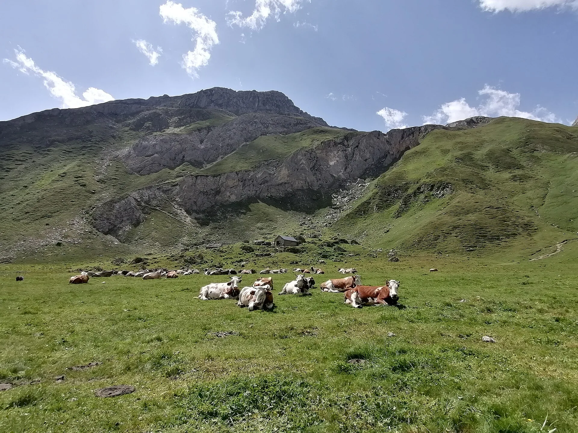 Le mucche al pascolo sui prati dell'alpe Bettelmatt, sotto le montagne